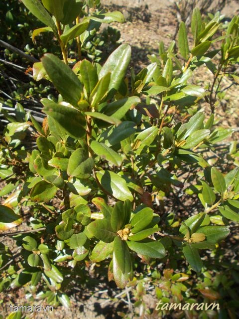 Рододендрон остроконечный (Rhododendron mucronulatum)