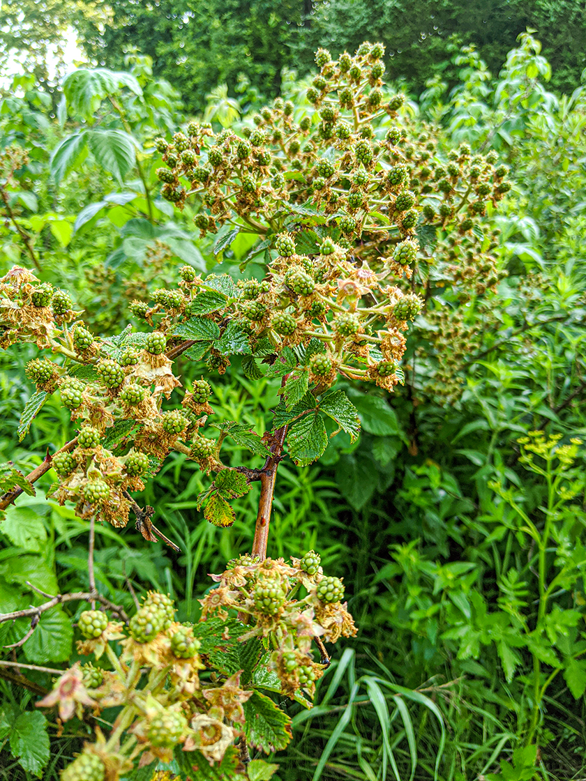 green raspberries