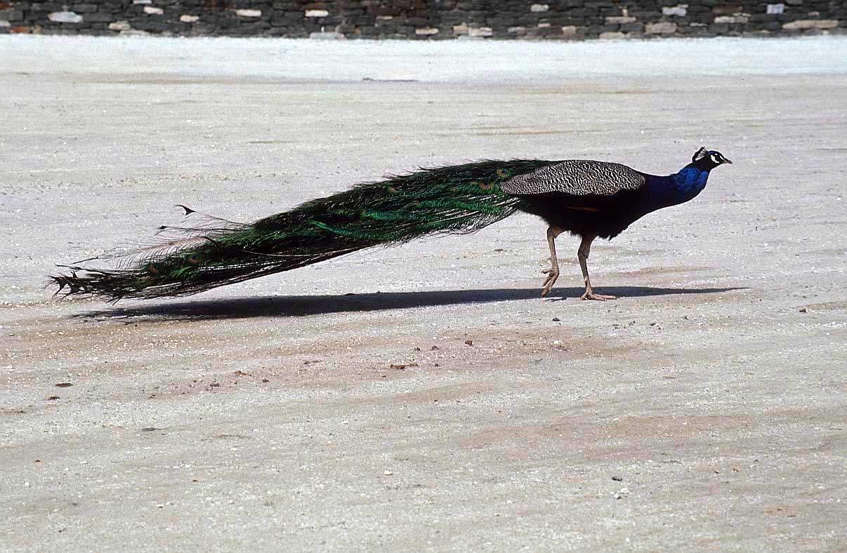 Burung Merak