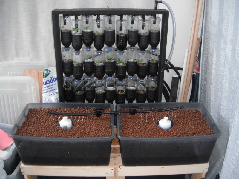 Nell work: Best australian fish for aquaponics