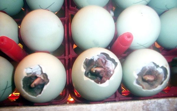 Tips dan Cara Bagaimana Menetaskan Penetasan Telur  Bebek 