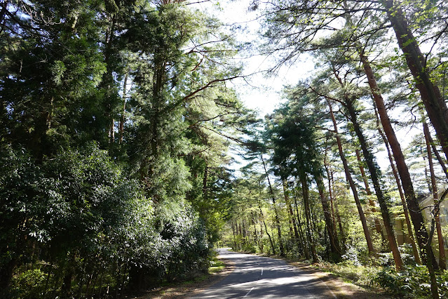 鳥取県西伯郡伯耆町丸山 赤松の森道