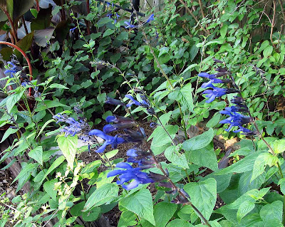 Annieinaustin,salvias guaranitica and Black & Blue