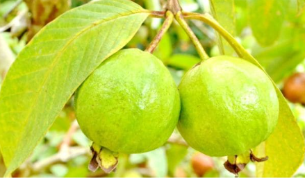 امرود اور ہماری صحت (Guava and our Health)