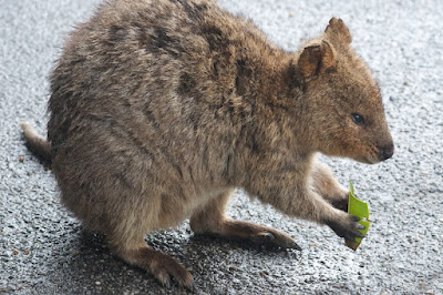 Quokka (Setonix brachyurus)