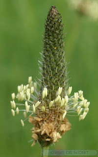 Plantain lancéolé - Plantago lanceolata