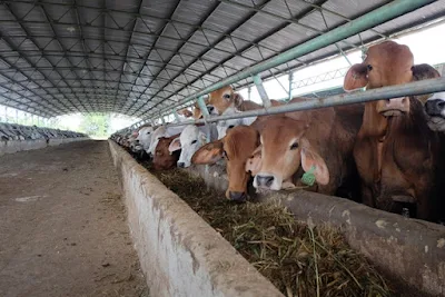 Đàn bò mới được nhập về có trọng lượng khoảng 250kg mỗi con, được nuôi trong chuồng với thức ăn công thức.