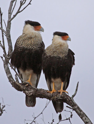 Crested+Caracara+g