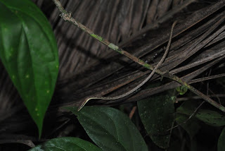 thin snake in cahuita costa rica