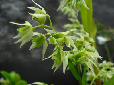 Dendrobium eriiflorum care and culture