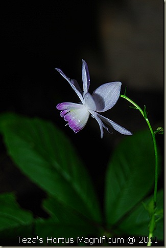 Copy of DSC_0655