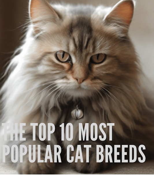 The Top 10 Most Popular Cat BPopular Cat Breeds