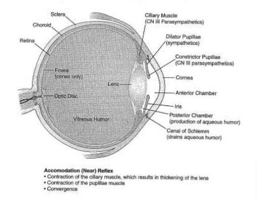 ANATOMY & PHYSIOLOGY TERMINOLOGY-NERVOUS SYSTEM EYES