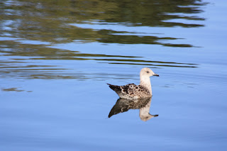 a young Herring Gull on water