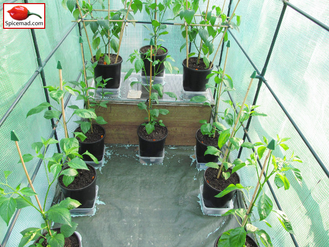 Chilli Plants in the Greenhouse - 29th April 2014