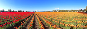 Nautical by Nature | Pacific Northwest Trip | Skagit Valley Tulip Festival