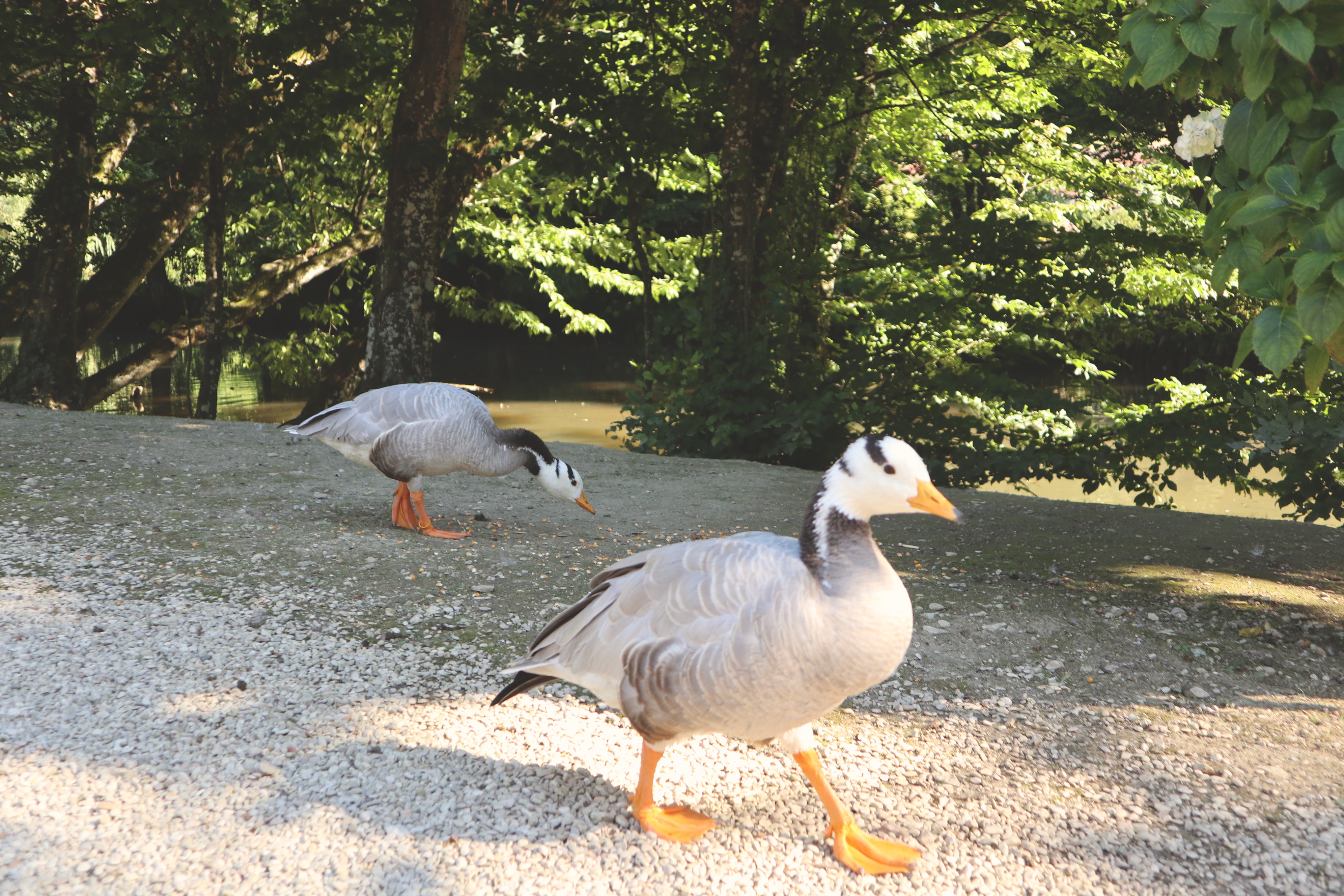 Les Jardins de Mon Moulin (The Gardens of My Mill)