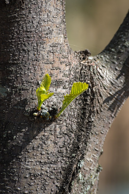 Budding Tree, Riverwalk