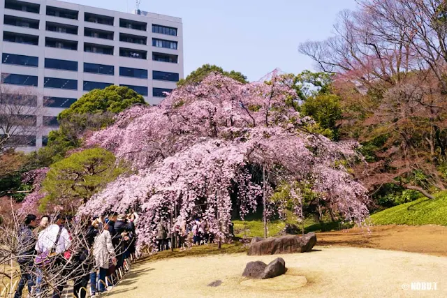 小石川後楽園の枝垂れ桜