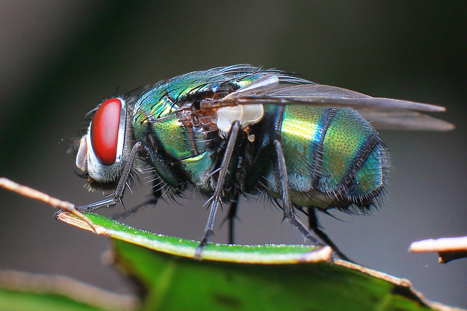 Macro with Meike AF Extension Tube - Kitab Fotografer