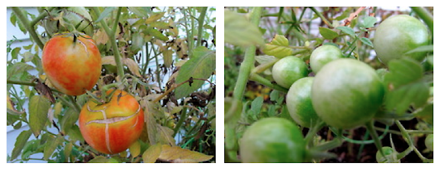 container tomatoes