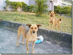 abandonadas para morrer na avenida