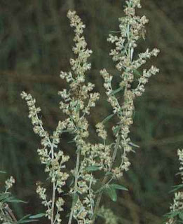 artemisa,Artemisia vulgaris,ajenjo,altamisa,artemega,artemigen,artemisa olorosa,artemisa silvestre,ceñidor,hierba de san juan,madra,tomarajas,yerba de san juan,anastasia,artamisa,Armoise,colonias,perfumes,fragancias,olor,olores