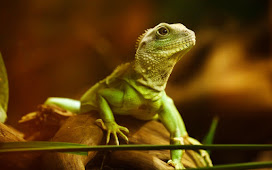 Water Dragon Facts and Information - ListAnimals