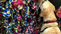 Dallas Pet Friendly Hotels