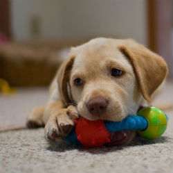 Labrador Puppy chewing rope toy