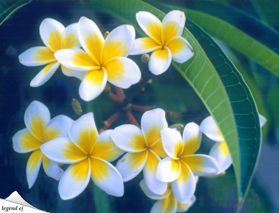 キプロス島・プルメリアの花 Plumeria, Cyprus／©legend ej