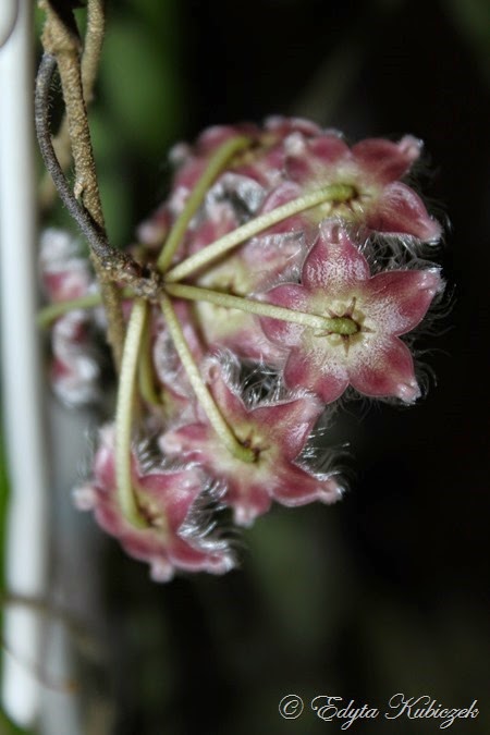 Hoya caudata 'Sumatra'