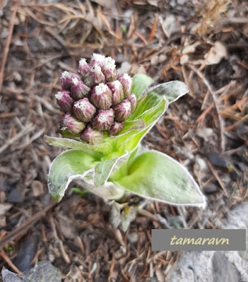 Белокопытник Татеваки (Petasites tatewakianus)