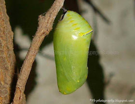 African Monarch Pupa