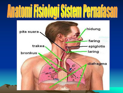anatomi fisiologi pernafasan
