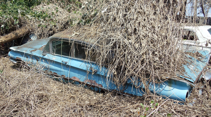 1960 Buick Electra 225 a ship in a sea of kudzu