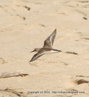 Semipalmated Sandpipers and Semipalmated Plovers