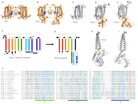 anoxygenic reaction center centers