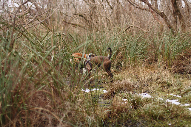 dogs in the woods