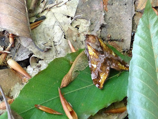 Sthenopis auratus - Sthenopis pretiosus - Hepialus auratus - Hépiale dorée