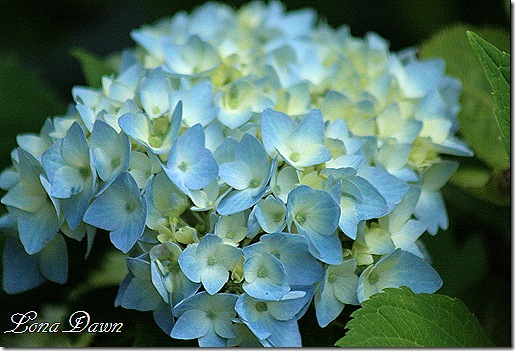 Hydrangea_Nikko