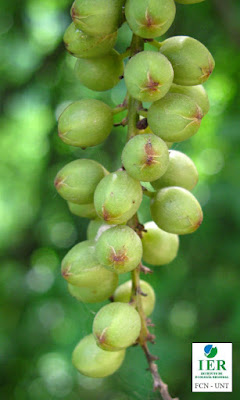 Manto (Coccoloba tiliacea) fruto