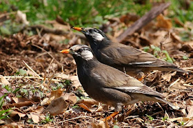 White-cheeked Starling