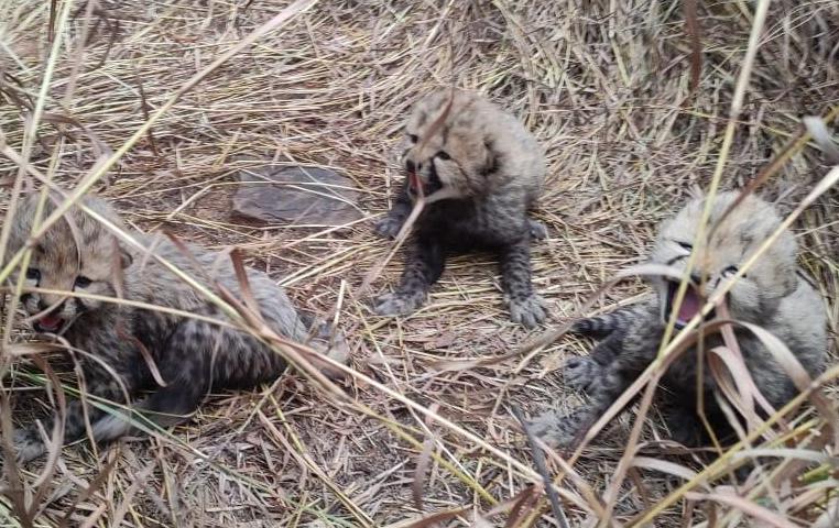 Cheetah Cubs born in Kuno