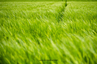 Landschaftsfotografie Mittelfranken Mitteleschenbach Olaf Kerber