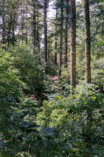 Forest in Wareham, MA