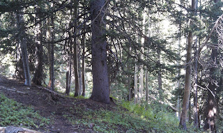 Red Pine Trail Alta Utah