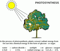 Learning About Biomass