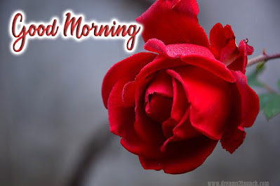 good morning rose flower