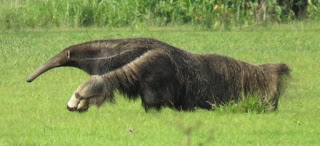 Giant Anteater, Myrmecophaga tridactyla